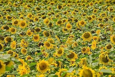 前《刺客信条》设计师操刀 剧情冒险游戏《马比诺吉昂的传说》公布